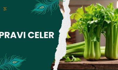 Pravi Celer