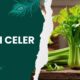 Pravi Celer