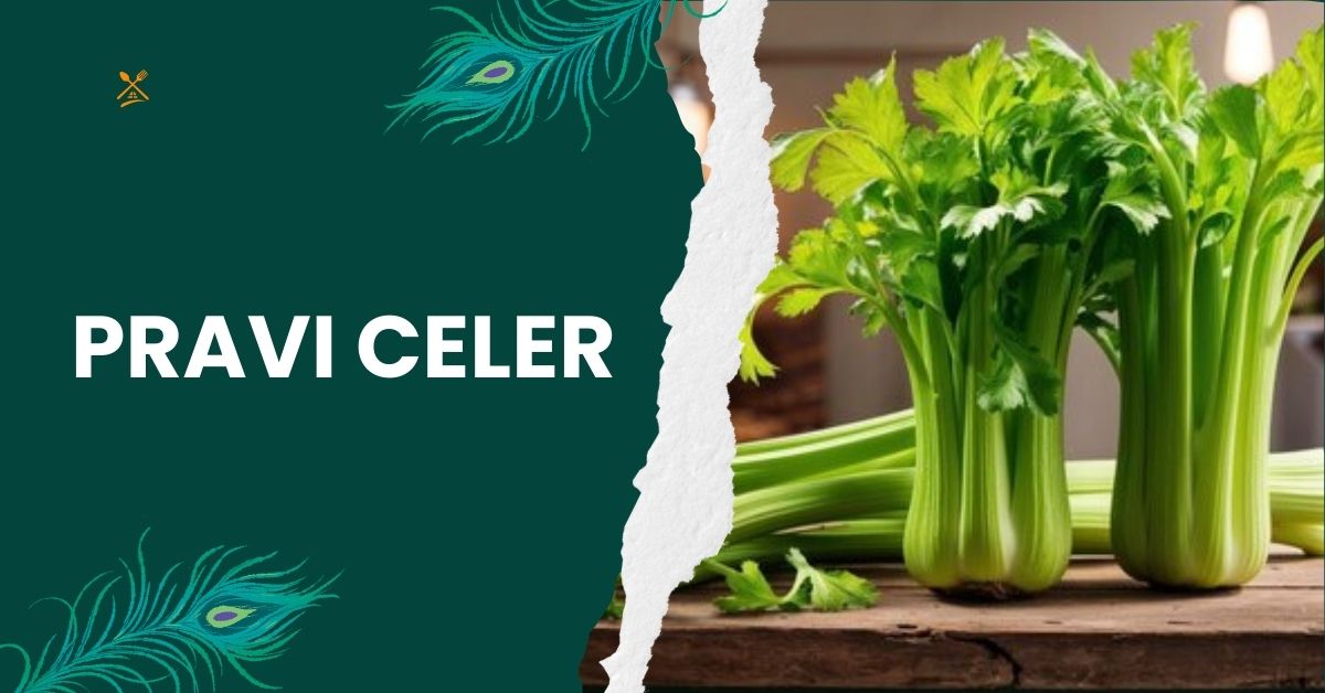 Pravi Celer